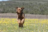 AIREDALE TERRIER 223